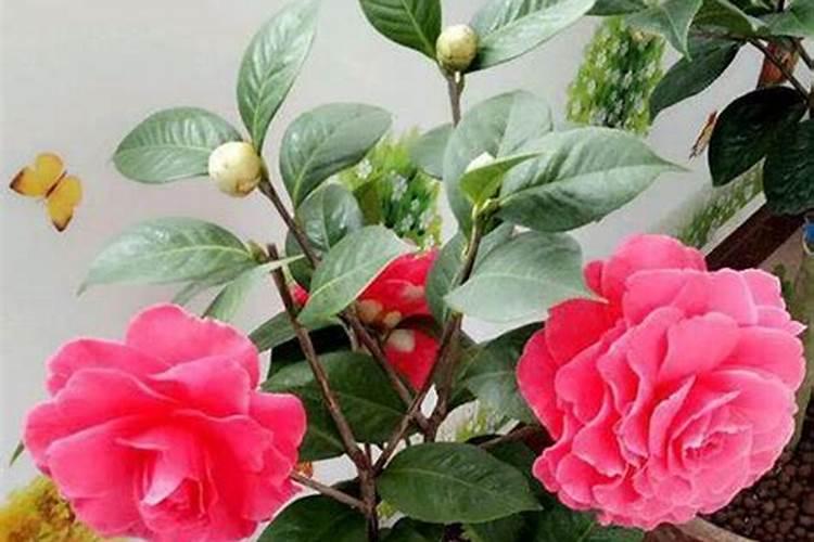 茶花的养殖方法和注意事项