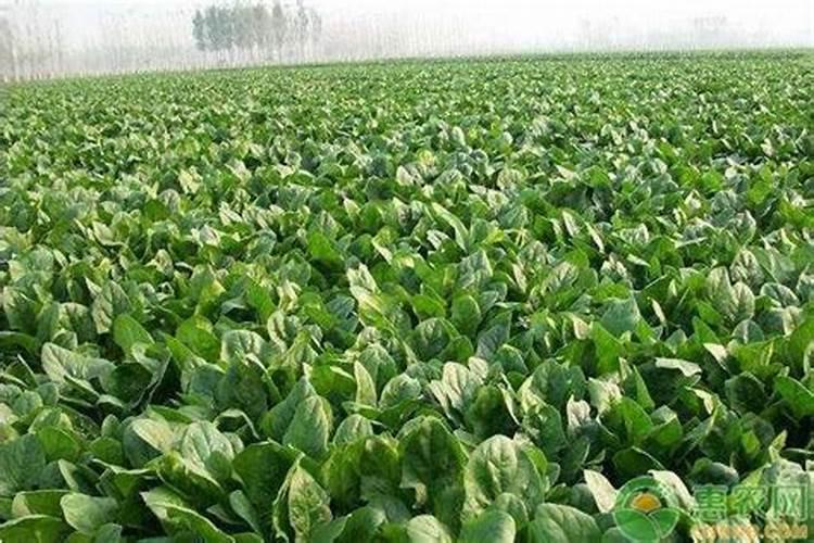 蔬菜苗期用什么肥料？