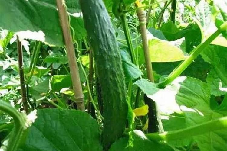 米兰花用什么肥料好