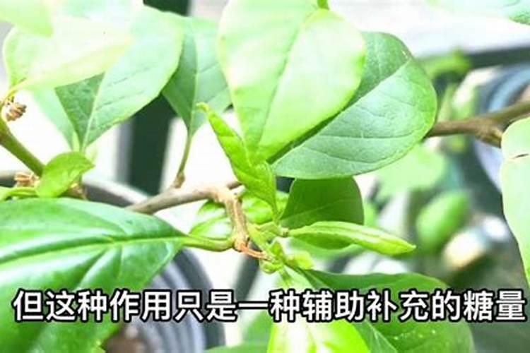 三角梅开花期间怎么施肥施什么肥