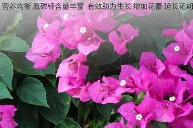 三角梅如何浇水施肥？