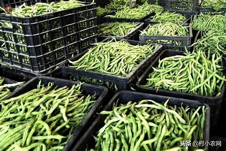 四季豆全年施肥时间及施肥方法