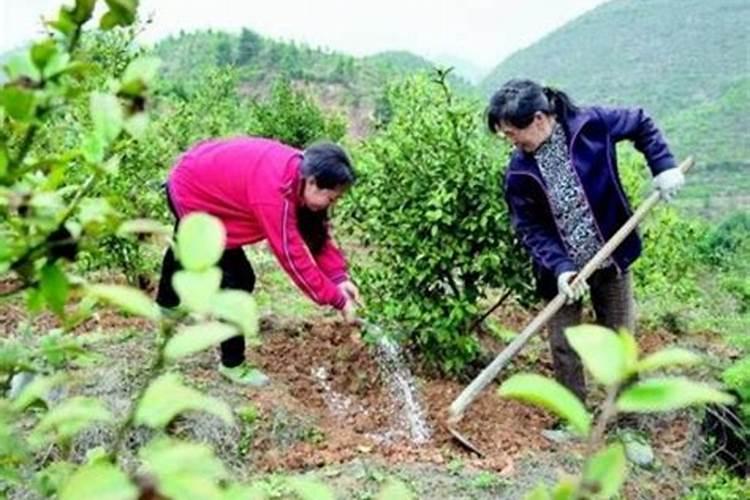 茶叶的用肥方法