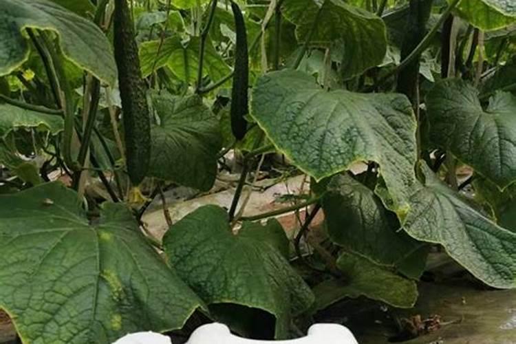 黄瓜结果少且畸形多应施什么肥