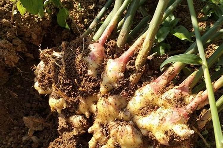 芸苔素14,24,28的区别是什么？