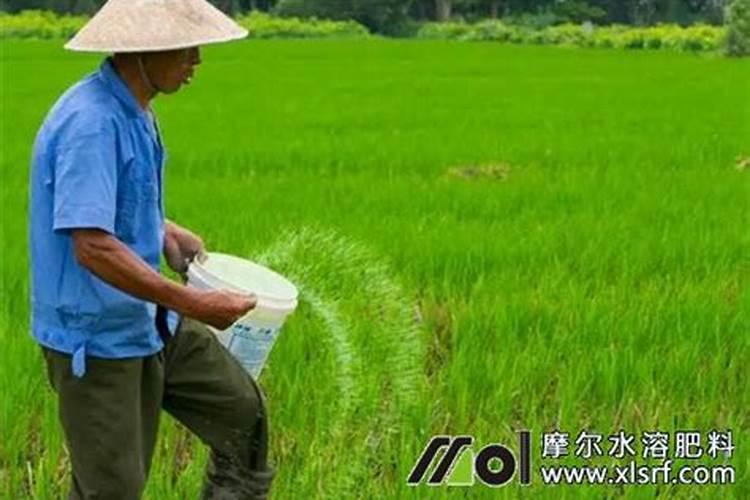 辣椒下面多余的叶子要摘掉吗