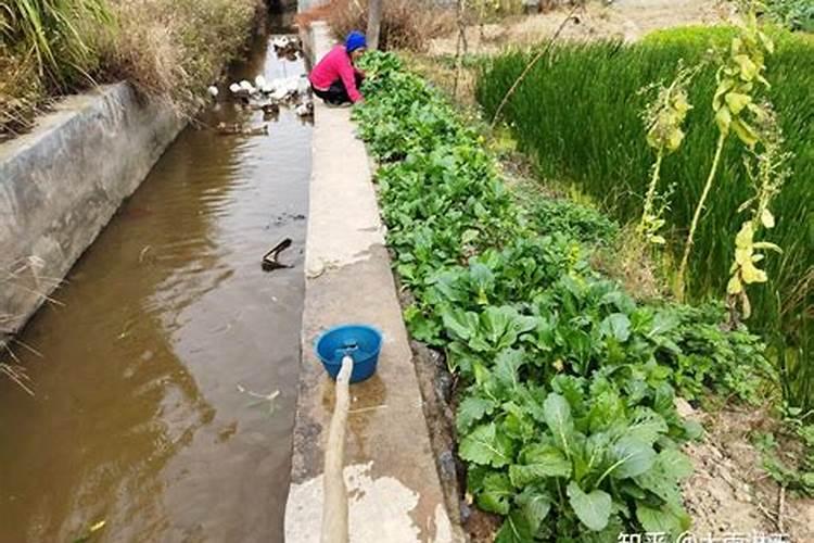 香油渣(沙沟)种菜可以吗