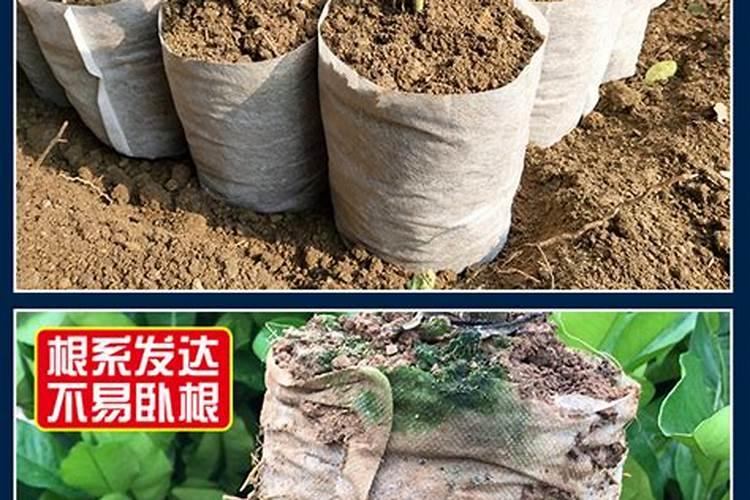 芒果套袋时间有什么注意的吗 芒果套袋技巧