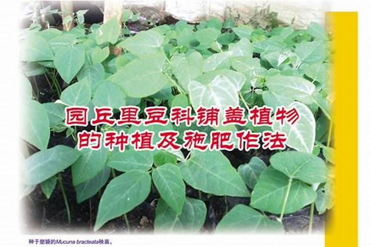 豆科植物需要施氮肥吗