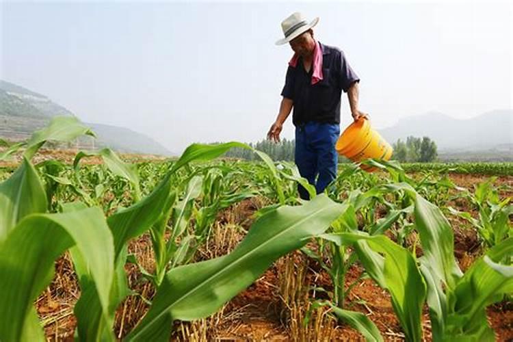 请问蓝莓用什么肥料最好