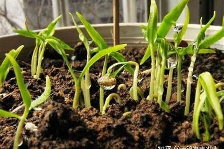 辣椒茄子怎么施肥