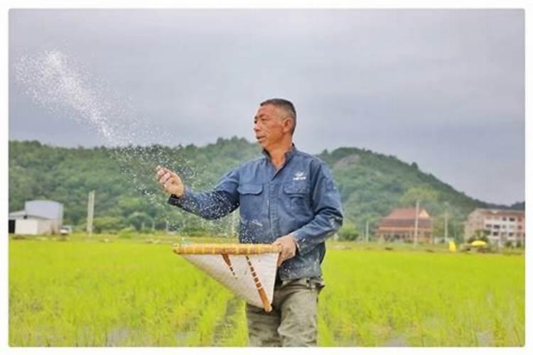 水稻什么时间施肥最好
