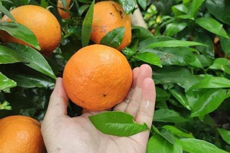 柑橘春季施肥技术与时间