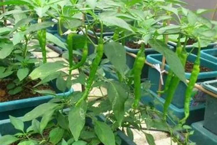 辣椒施肥过多发生肥害图片(种植辣椒苗期肥害怎么防治)
