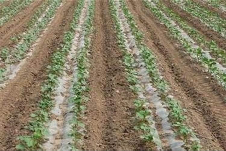 棉花怎么追施钾肥？棉花施用钾肥技术是什么？