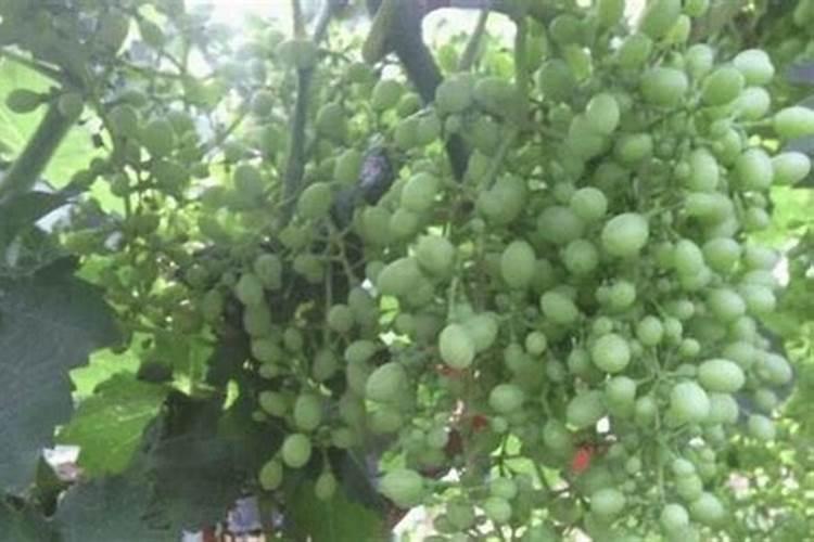 920如何与叶面肥搭配