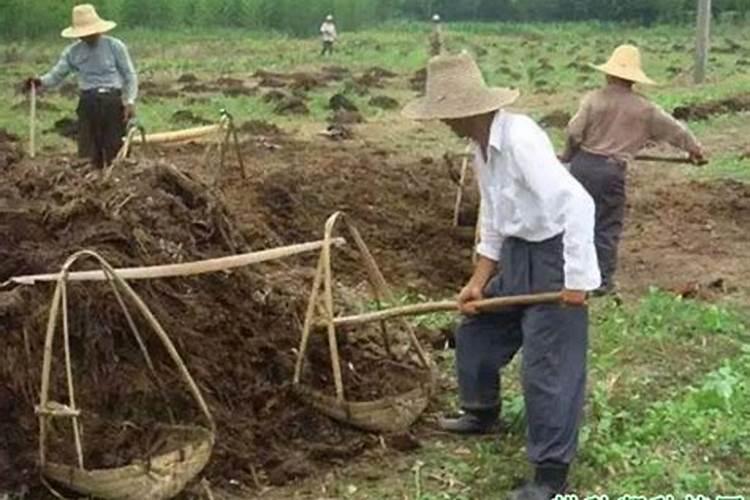 使用蚯蚓粪的八大危害是什么？
