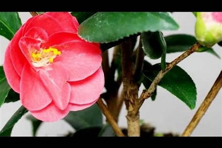 茶花长花苞不开花是什么原因