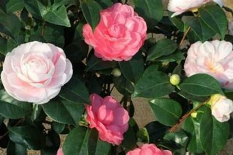 茶花不开花怎么办