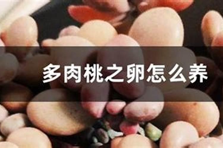 桃蛋怎么施肥,这样做叶片超水嫩!