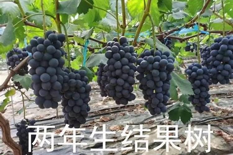 为什么要在葡萄生长的中后期使用钾肥？