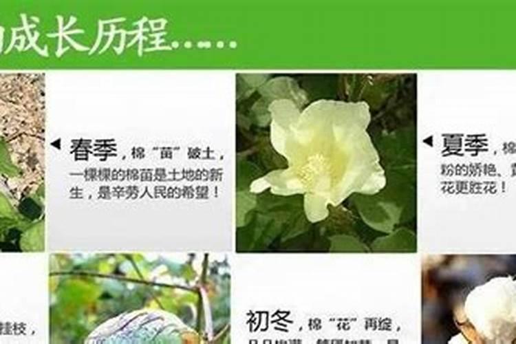 芸苔素内酯对棉花有什么用途以及使用技术和注意事项有哪些？