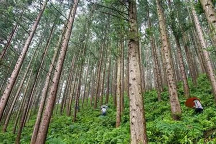 菜籽饼施肥的植物介绍 菜籽饼适合给什么菜施肥
