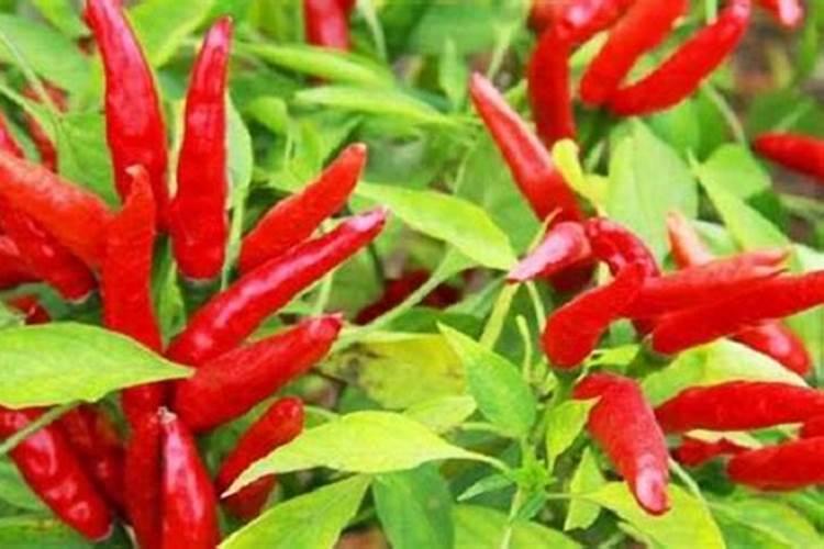 硼肥对油菜的作用及施用方法花卉百科