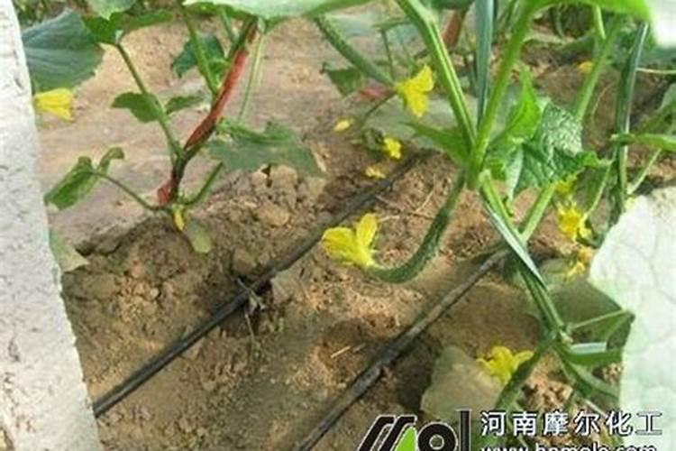 苦瓜针蜂用什么农药