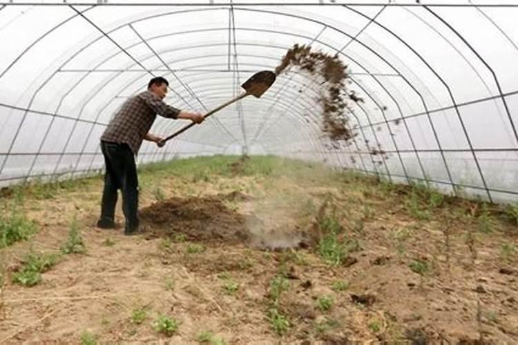 关于石灰粉对树木的危害我家地边施工用石灰,风把石灰刮到树林中,下年...