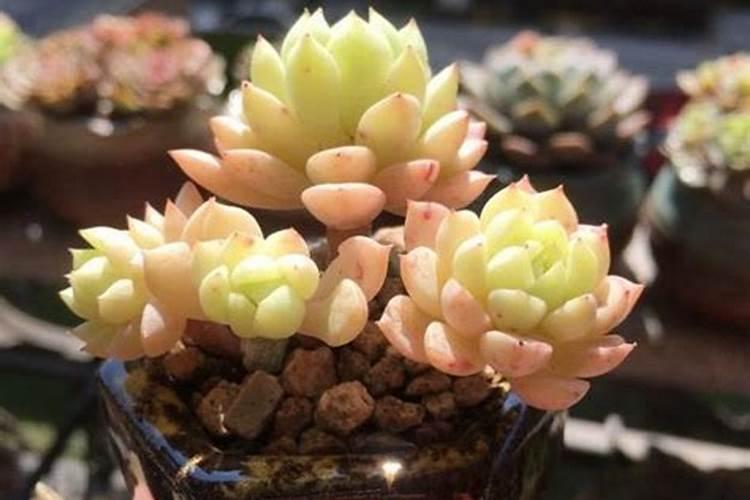 多肉佛珠怎样施肥