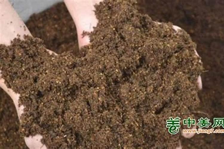 吃冬瓜的好处