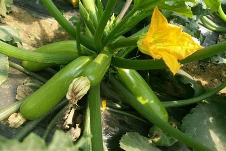 松树什么时候种植最好