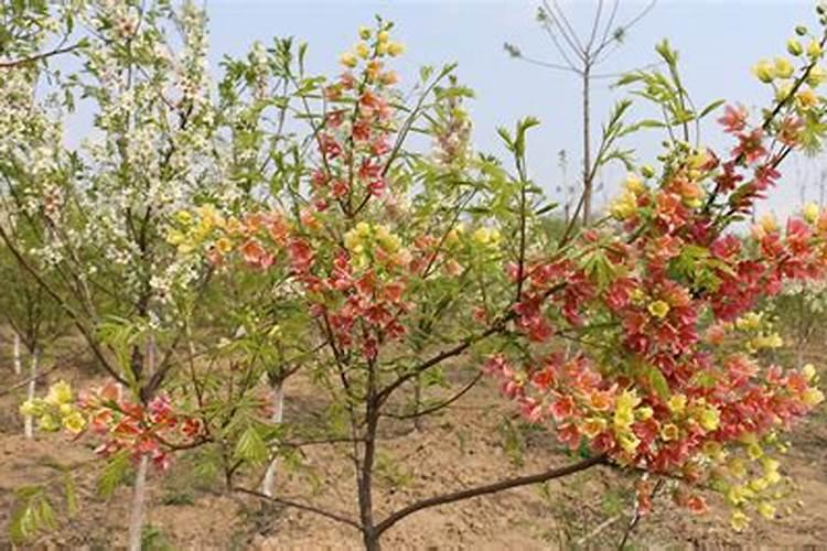 杏树种植后期怎么施肥 什么时候施肥好