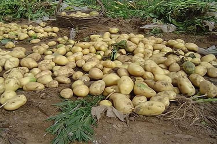 种土豆施什么底肥好？