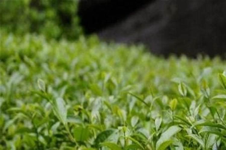 茶叶施什么肥