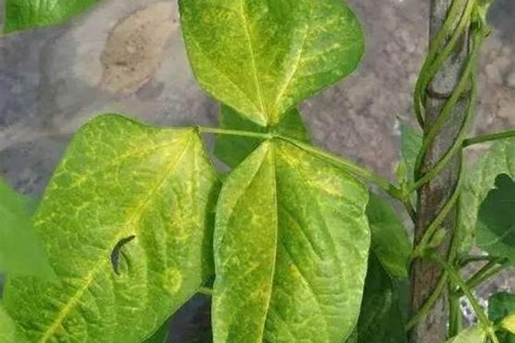 丝瓜叶子发黄怎么回事