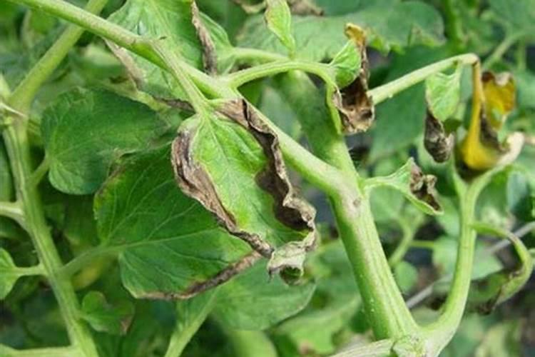 如何防止番茄氮、磷、钾过剩？
