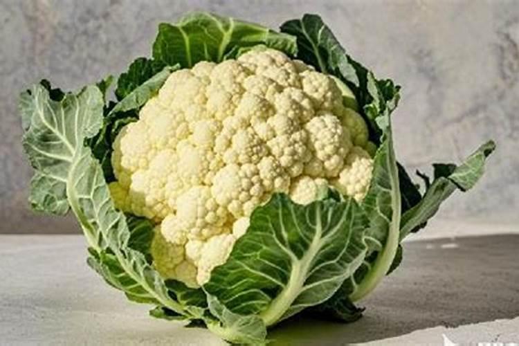 花椰菜外叶叶茎发黑是什么病害