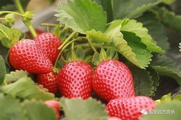 一棵草莓植株放几粒复合肥