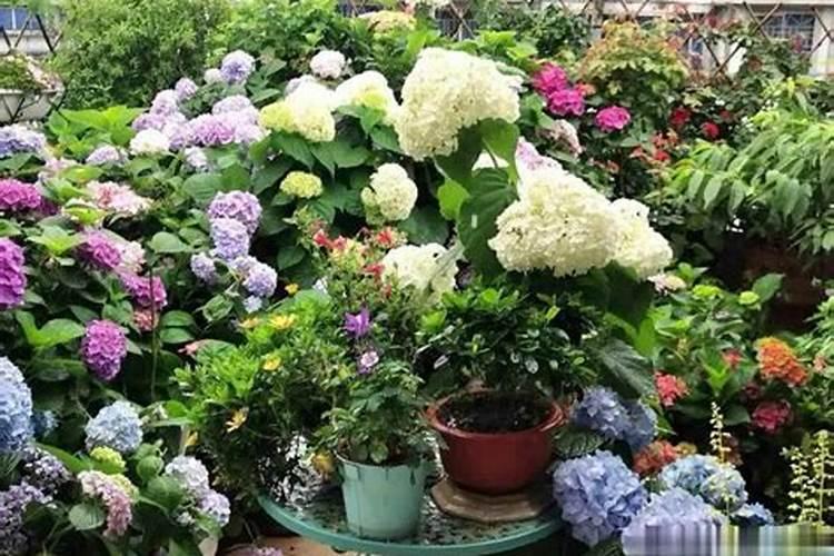 花生黄叶用什么肥料比较好？