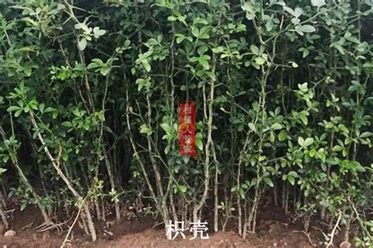 沃柑上色慢皮厚有什么好的办法解决？