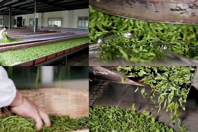 茶树最忌三种肥料