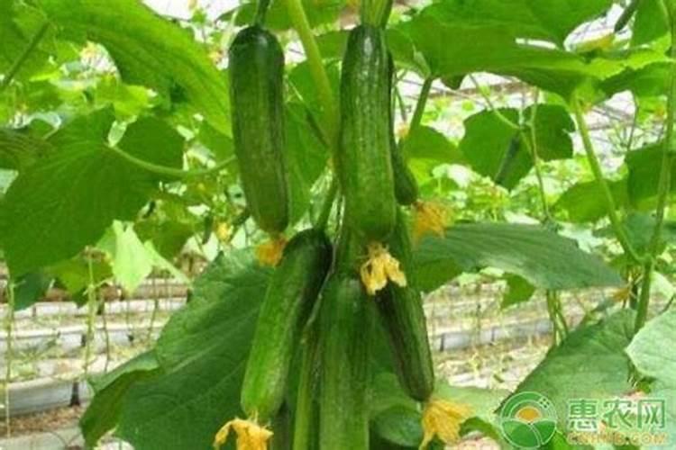 黄瓜生根最好的肥料 黄瓜生根最好的肥料介绍