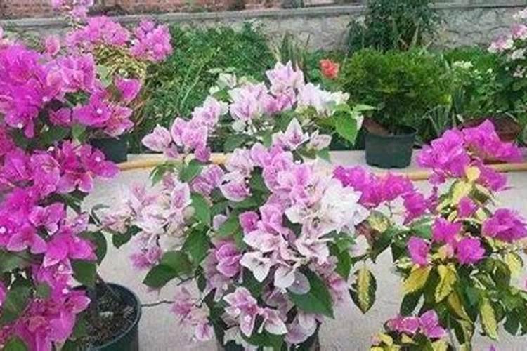 夏季三角梅开花是否可以施肥