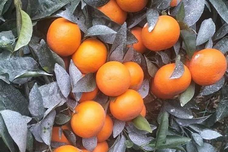白菜多大时候喷钙镁硼肥好？