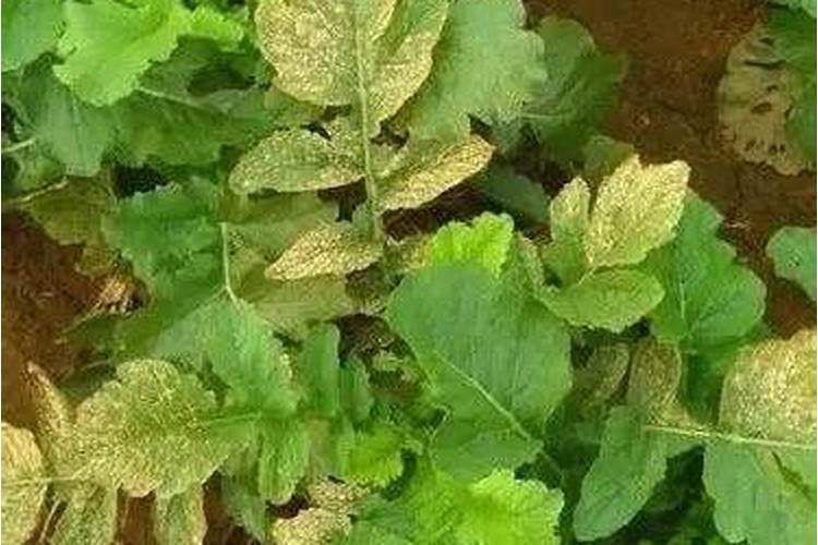 矿源黄腐酸钾使用方法