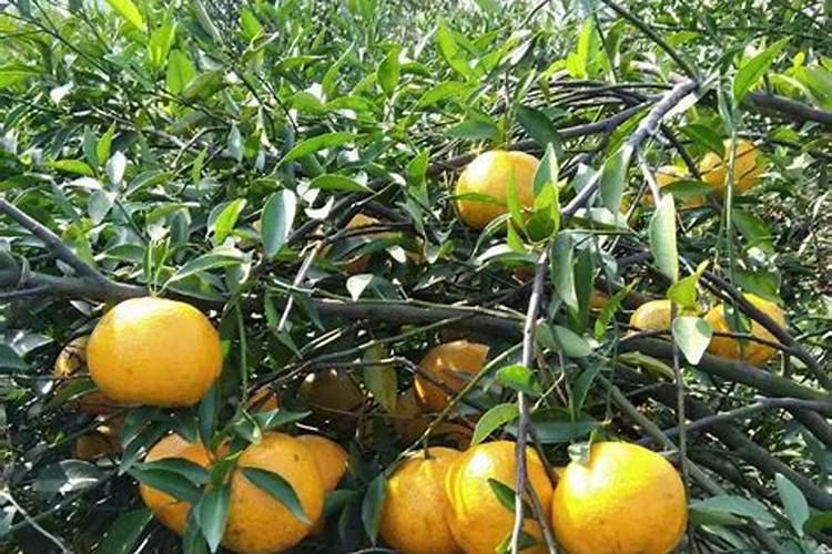 柑橘果实发育过程是怎么样的？