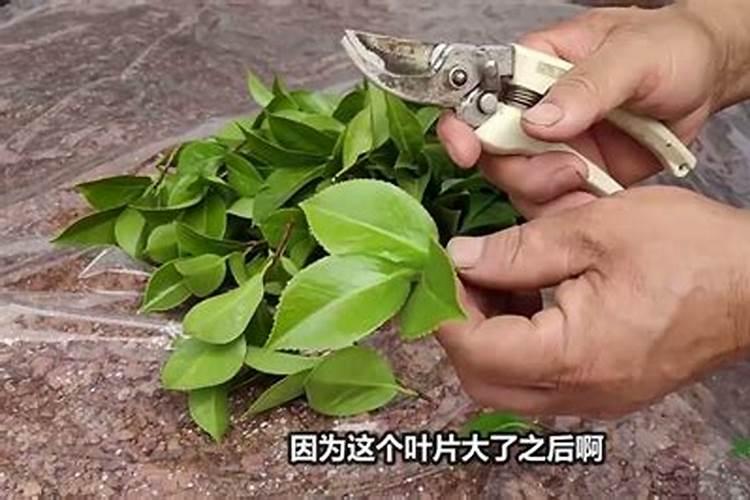 扦插茶花多久施肥