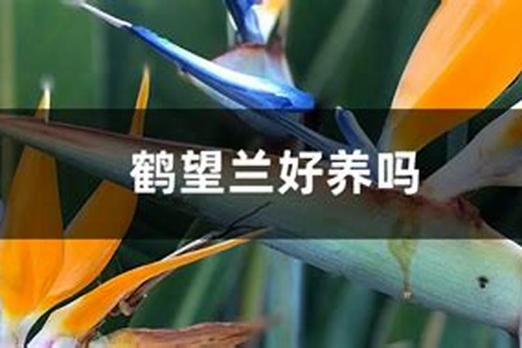 鹤望兰新叶子展不开怎么办
